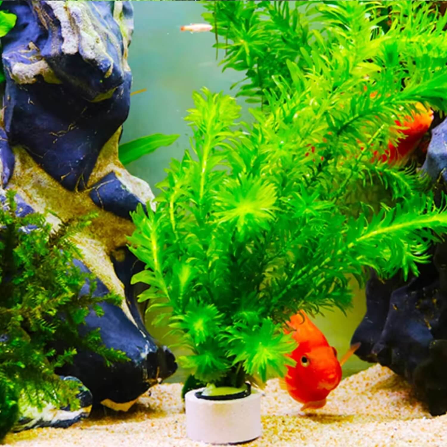 3 delige aquatische plantenset met groene plant en visdecoratie